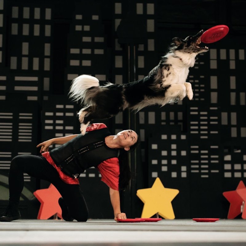 Dogs Do Magic — Comedy Speaker
